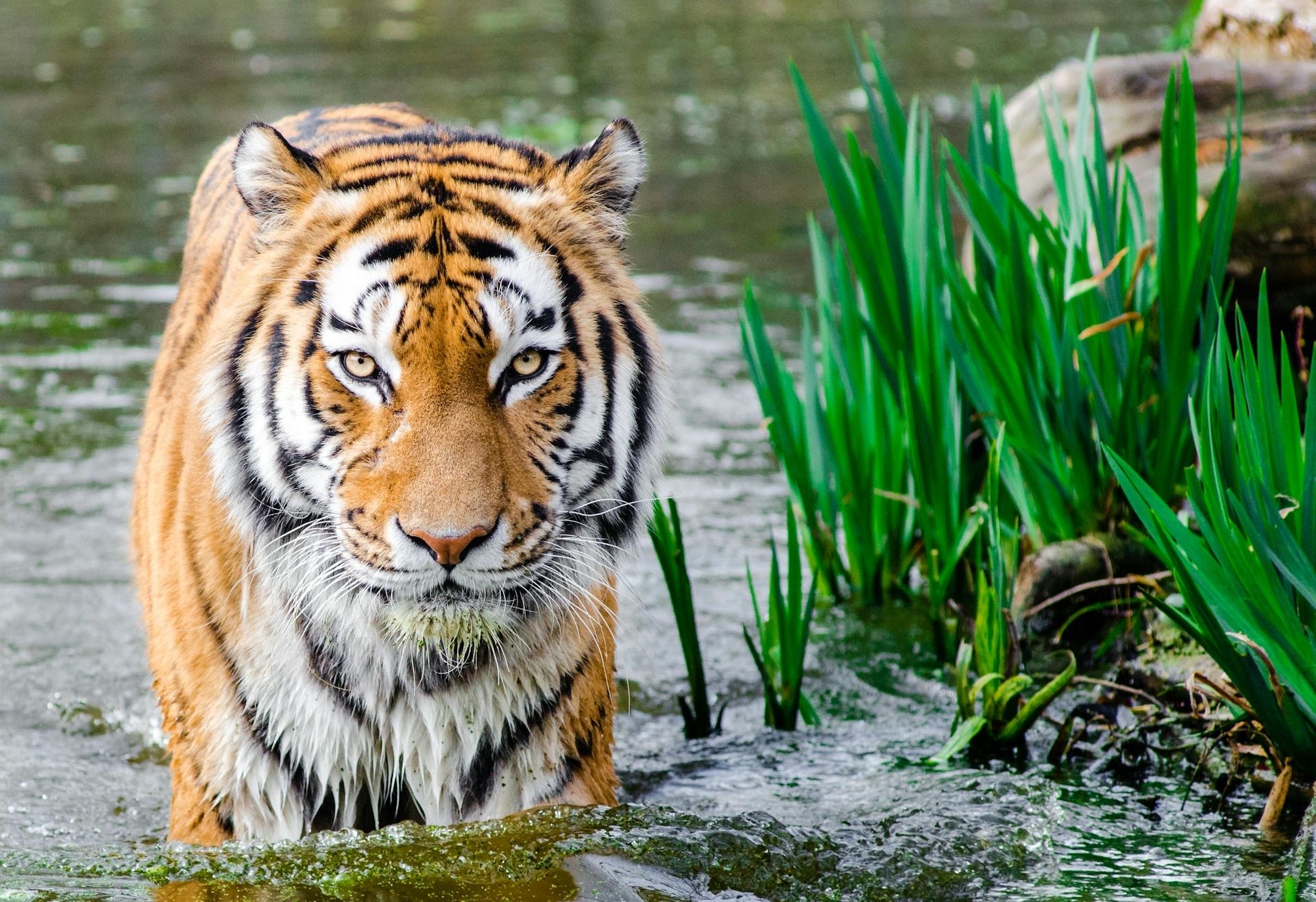 Ranthambore wildlife